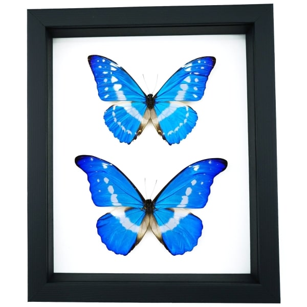Framed Blue Morpho Butterfly Collection Real Butterflies rhetenor helena cacica Set Taxidermy Display