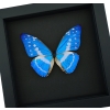 Morpho cypris Blue Morpho Butterfly Moonlight Display Framed Taxidermy