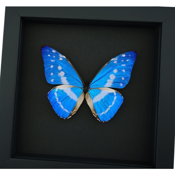 Morpho cypris Blue Morpho Butterfly Moonlight Display Framed Taxidermy