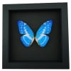 Morpho cypris Blue Morpho Butterfly Moonlight Display Framed Taxidermy