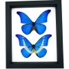 Framed Blue Morpho Butterfly Set Classic Black Display Taxidermy