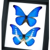 Framed Blue Morpho Butterfly Set Classic Black Display Taxidermy