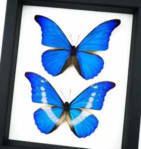 Framed Blue Morpho Butterfly Set Classic Black Display Taxidermy