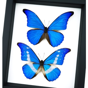 Framed Blue Morpho Butterfly Set Classic Black Display Taxidermy