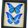 Framed Blue Morpho Butterfly Collection Real Butterflies rhetenor helena cacica Set Taxidermy Display