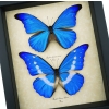Framed Blue Morpho Butterfly Collection Real Butterflies rhetenor helena cacica Set Taxidermy Display