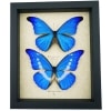 Framed Blue Morpho Butterfly Collection Real Butterflies rhetenor helena cacica Set Taxidermy Display