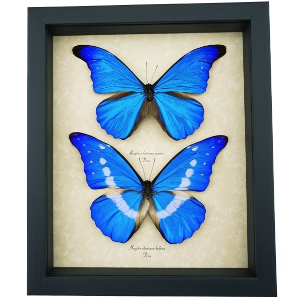Framed Blue Morpho Butterfly Collection Real Butterflies rhetenor helena cacica Set Taxidermy Display