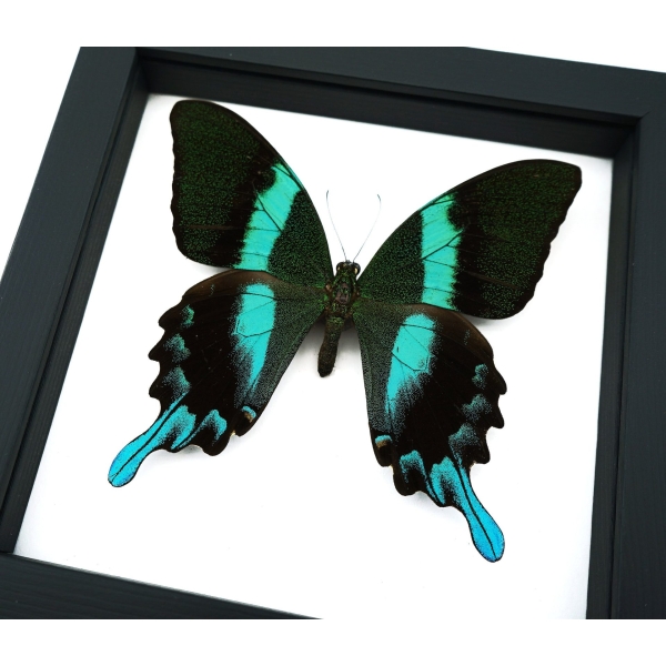 Papilio blumei Butterfly Peacock Swallowtail Framed Taxidermy Classic Black Display