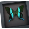 Framed Butterfly Papilio blumei Peacock Swallowtail Moonlight Display