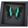Framed Butterfly Papilio blumei Peacock Swallowtail Moonlight Display