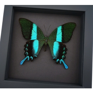 Framed Butterfly Papilio blumei Peacock Swallowtail Moonlight Display