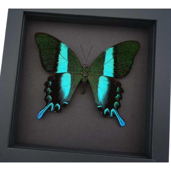 Framed Butterfly Papilio blumei Peacock Swallowtail Moonlight Display