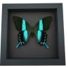 Framed Butterfly Papilio blumei Peacock Swallowtail Moonlight Display
