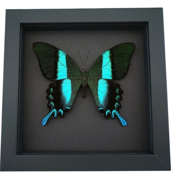 Framed Butterfly Papilio blumei Peacock Swallowtail Moonlight Display