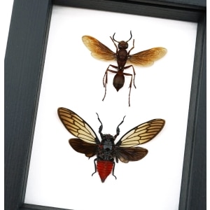 Paper Wasp Red Devil Cicada Set Framed Insect Taxidermy Classic Black Display