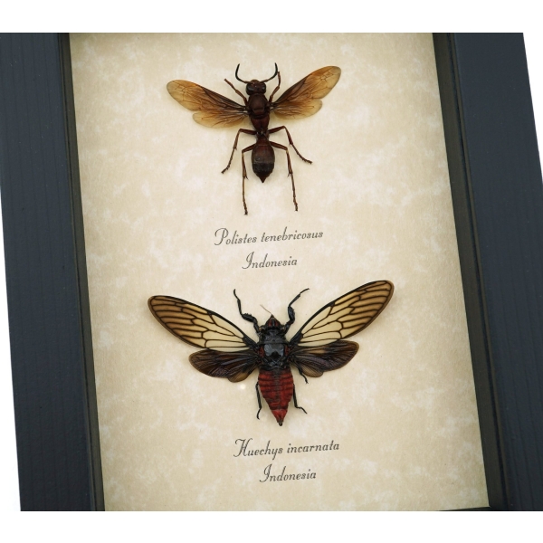 Paper Wasp Red Devil Cicada Set Framed Insect Taxidermy Display