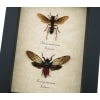 Paper Wasp Red Devil Cicada Set Framed Insect Taxidermy Display