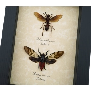 Paper Wasp Red Devil Cicada Set Framed Insect Taxidermy Display