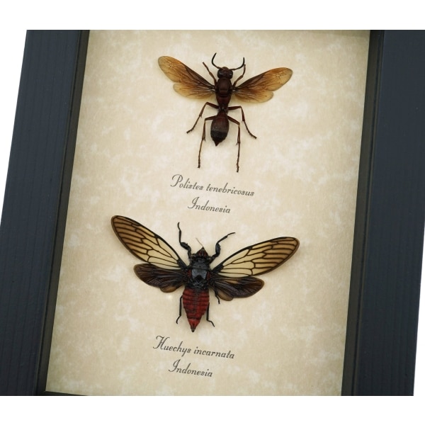 Paper Wasp Red Devil Cicada Set Framed Insect Taxidermy Display