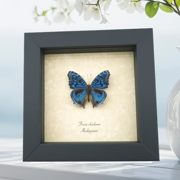 Precis rhadama Male Royal Blue Pansy Framed Butterfly Taxidermy Display
