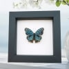 Royal Blue Pansy Butterfly Precis rhadama male Framed Taxidermy Classic Black Display