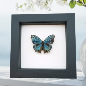 Royal Blue Pansy Butterfly Precis rhadama male Framed Taxidermy Classic Black Display