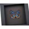 Royal Blue Pansy Butterfly Precis rhadama female Framed Taxidermy Moonlight Display