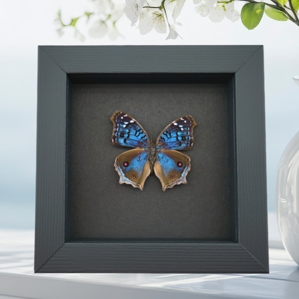 Royal Blue Pansy Butterfly Precis rhadama female Framed Taxidermy Moonlight Display