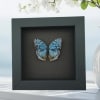 Royal Blue Pansy Butterfly Precis rhadama male Framed Taxidermy Moonlight Display