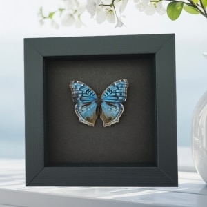 Royal Blue Pansy Butterfly Precis rhadama male Framed Taxidermy Moonlight Display