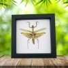 Tenodera sinensis Mottled Praying Mantis Framed Insect Taxidermy Classic Black Display