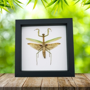 Tenodera sinensis Mottled Praying Mantis Framed Insect Taxidermy Classic Black Display