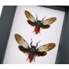 Framed Red Devil Cicada Set Huechys incarnata Pair Cicadas Insect Taxidermy Classic Black Display