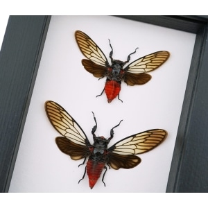 Framed Red Devil Cicada Set Huechys incarnata Pair Cicadas Insect Taxidermy Classic Black Display