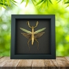Tenodera sinensis Mottled Praying Mantis Framed Insect Taxidermy Moonlight Display