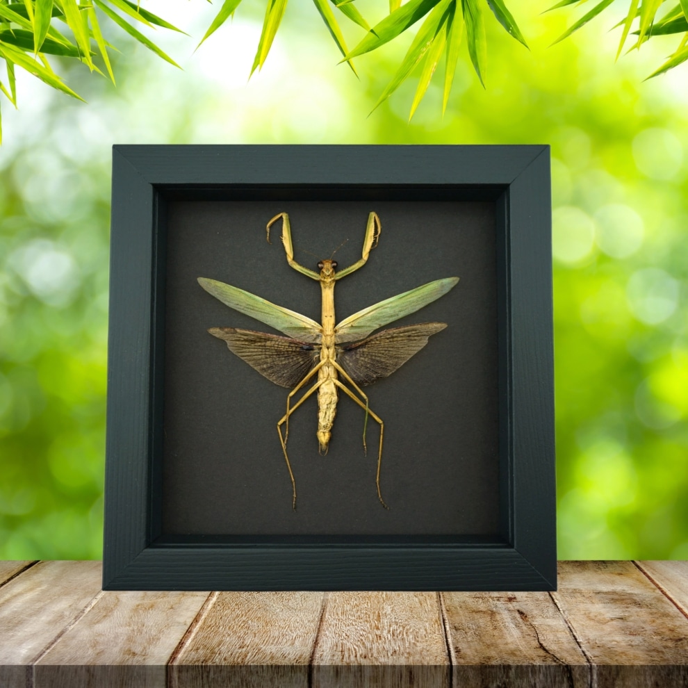 Tenodera sinensis Mottled Praying Mantis Framed Insect Taxidermy Moonlight Display Tenodera sinensis Mottled Praying Mantis Framed Insect Taxidermy Moonlight Display