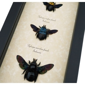 Blue Gold Rainbow Carpenter Bee Collection Xylocopa caerulea confusa latipes Female Framed Taxidermy