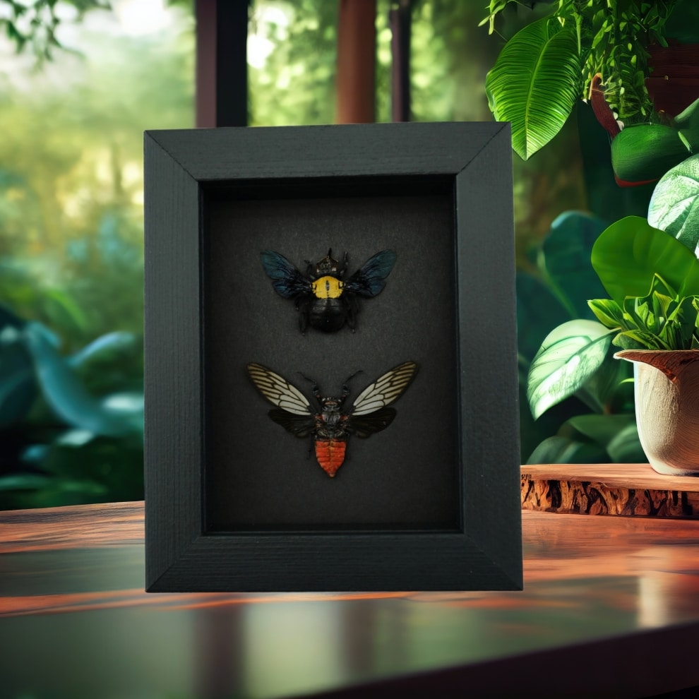 Gold Carpenter Bee Red Devil Cicada Set Framed Insect Taxidermy Moonlight Display Gold Carpenter Bee Red Devil Cicada Set Framed Insect Taxidermy Moonlight Display