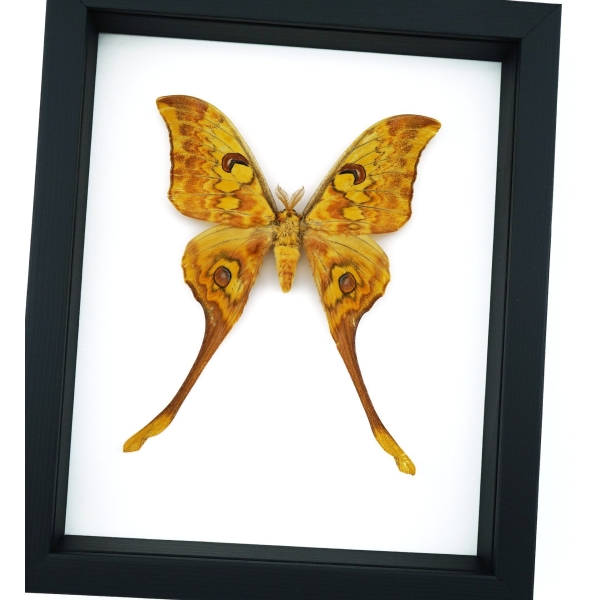 Actias groendaeli Indonesian Moon Moth Framed Taxidermy Classic Black Display