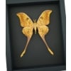 Actias groenendaeli Indonesian Moon Moth Framed Taxidermy Moonlight Display