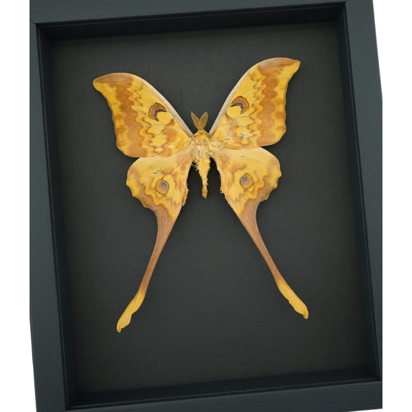 Actias groenendaeli Indonesian Moon Moth Framed Taxidermy Moonlight Display