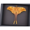 Resting Actias groendaeli Indonesian Moon Moth Framed Taxidermy Moonlight Display