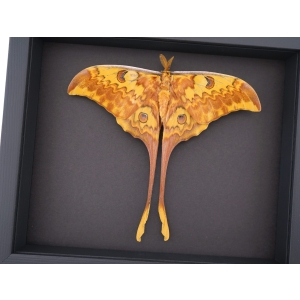 Resting Actias groendaeli Indonesian Moon Moth Framed Taxidermy Moonlight Display