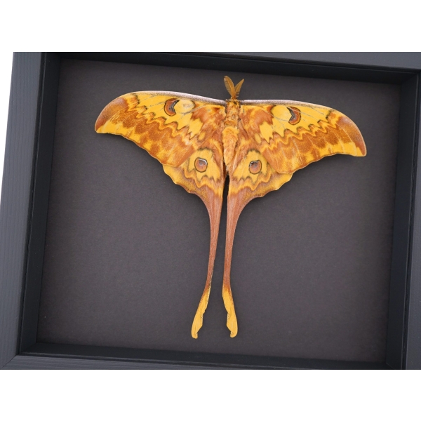 Resting Actias groendaeli Indonesian Moon Moth Framed Taxidermy Moonlight Display