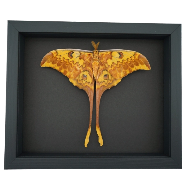 Resting Actias groenendaeli Indonesian Moon Moth Framed Taxidermy Moonlight Display