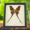 Actias isis Sulawesi Moon Moth Framed Taxidermy Display