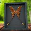 Actias isis sulawesi Moon Moth Framed Taxidermy Moonlight Display