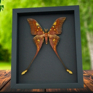 Actias isis sulawesi Moon Moth Framed Taxidermy Moonlight Display