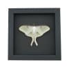 Framed Luna Moth Actias luna Resting Taxidermy Moonlight Display